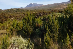 Jednodniowa wycieczka na Kilimandżaro przez bramę Marangu