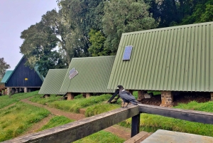 Jednodniowa wycieczka na Kilimandżaro przez bramę Marangu