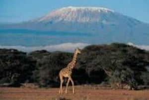Dagtrip naar het Kilimanjaro Nationaal Park