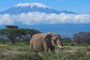 Dagstur til Kilimanjaro Nationalpark