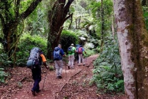Mount Kilimanjaro one day hike to base camp for small group