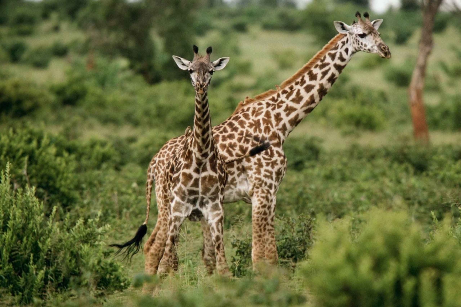 Mount Meru: 4-daagse klim met gids en maaltijden