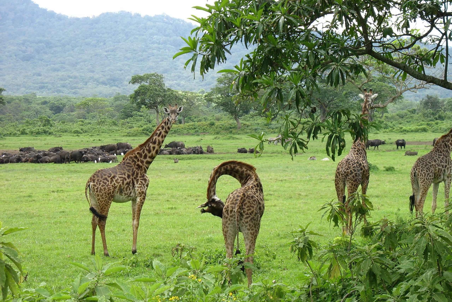 Mount Meru: 4-daagse klim met gids en maaltijden