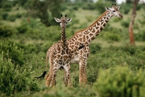 Mount Meru: 4-daagse klim met gids en maaltijden