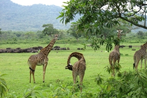 Mount Meru: 4-daagse klim met gids en maaltijden
