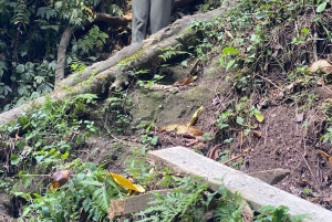 Гора Меру Аруша: поход к водопаду Напуру от Kingstone Asilia