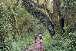 Dagstur på Kilimanjaroberget