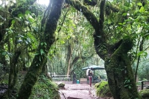 Dagstur på Kilimanjaroberget