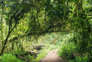 Dagstur på Kilimanjaroberget