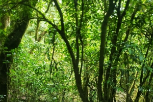 Dagstur på Kilimanjaroberget