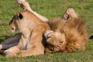 От горы Кения до Масаи-Мара: 8-дневное сафари-приключение