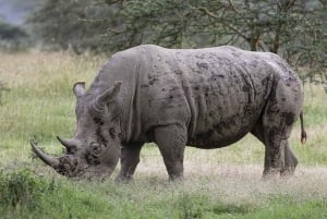 От горы Кения до Масаи-Мара: 8-дневное сафари-приключение