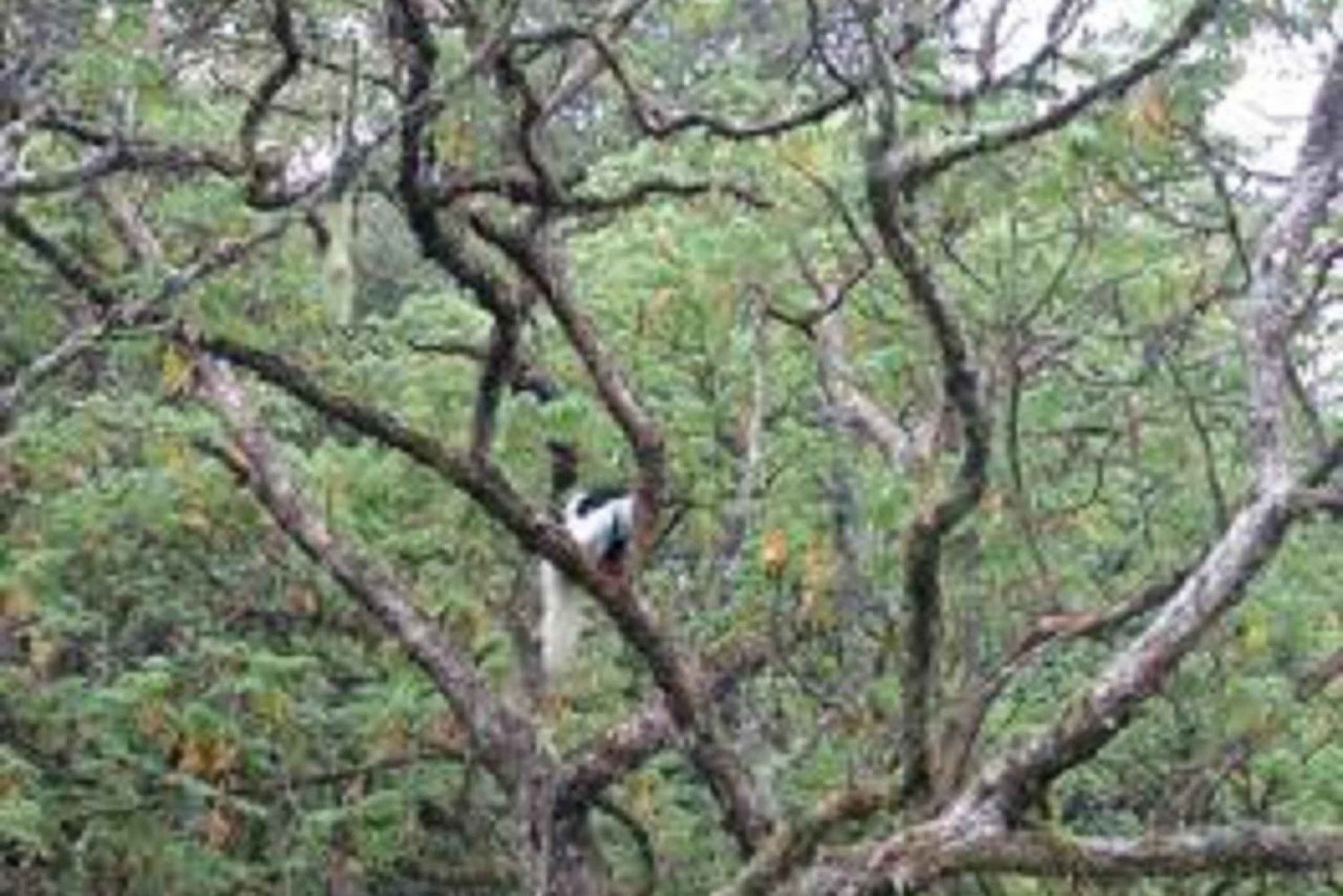 Best Kilimanjaro Day Hike With Car Shira Plateau experience