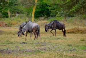 Arusha: Rundtur i landsbyen Mto wa Mbu, vandfald og Maasai Boma