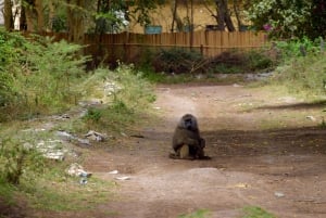 Arusha: Rundtur i landsbyen Mto wa Mbu, vandfald og Maasai Boma