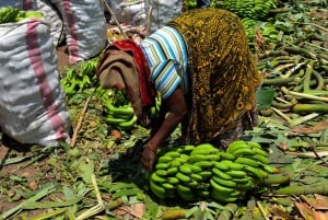 Arusha: Rundtur i landsbyen Mto wa Mbu, vandfald og Maasai Boma