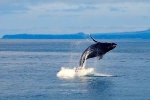 Mtwara: 3-tägige Safari zur Wanderung der Buckelwale