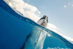 Mtwara: 3-tägige Safari zur Wanderung der Buckelwale