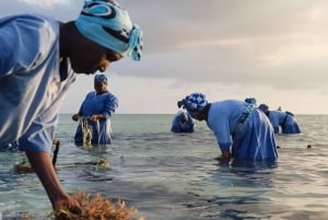 Mwani Zanzibar Unique Seaweed & Skincare Tour