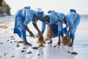Mwani Zanzibar Unique Seaweed & Skincare Tour