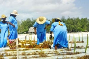 Mwani Zanzibar Unique Seaweed & Skincare Tour