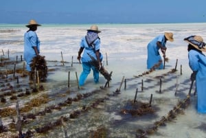 Mwani Zanzibar Unique Seaweed & Skincare Tour