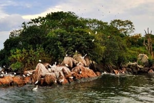 Mwanza: 3-daagse Rubondo Island Safari met chimpansee-trektocht
