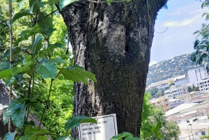 Oplevelsen Mwanza og Victoriasøen