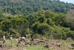 Mwanza: Rubondon saari 5 päivän safarilla, ateriat sisältyvät hintaan