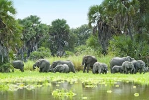 Mwanza: Rubondon saari 5 päivän safarilla, ateriat sisältyvät hintaan