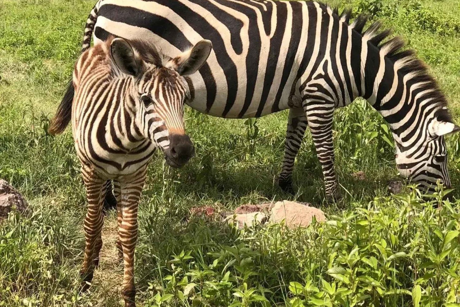 Mwanza: dagtrip naar het Serengeti National Park met lunch