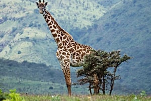 Nairobi: 4-Day Arusha Adventure & Nature Escape