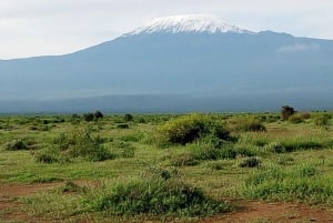 Nairobi: Dagsutflykt till Amboseli nationalpark och Maasai Village