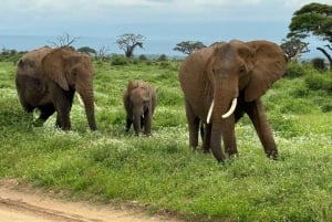 Nairobi: Dagsutflykt till Amboseli nationalpark och Maasai Village