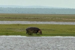 Nairobi: Dagsutflykt till Amboseli nationalpark och Maasai Village