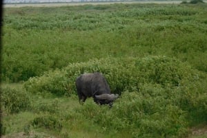 Nairobi: Dagsutflykt till Amboseli nationalpark och Maasai Village