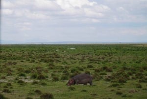 Nairobi: Dagsutflykt till Amboseli nationalpark och Maasai Village