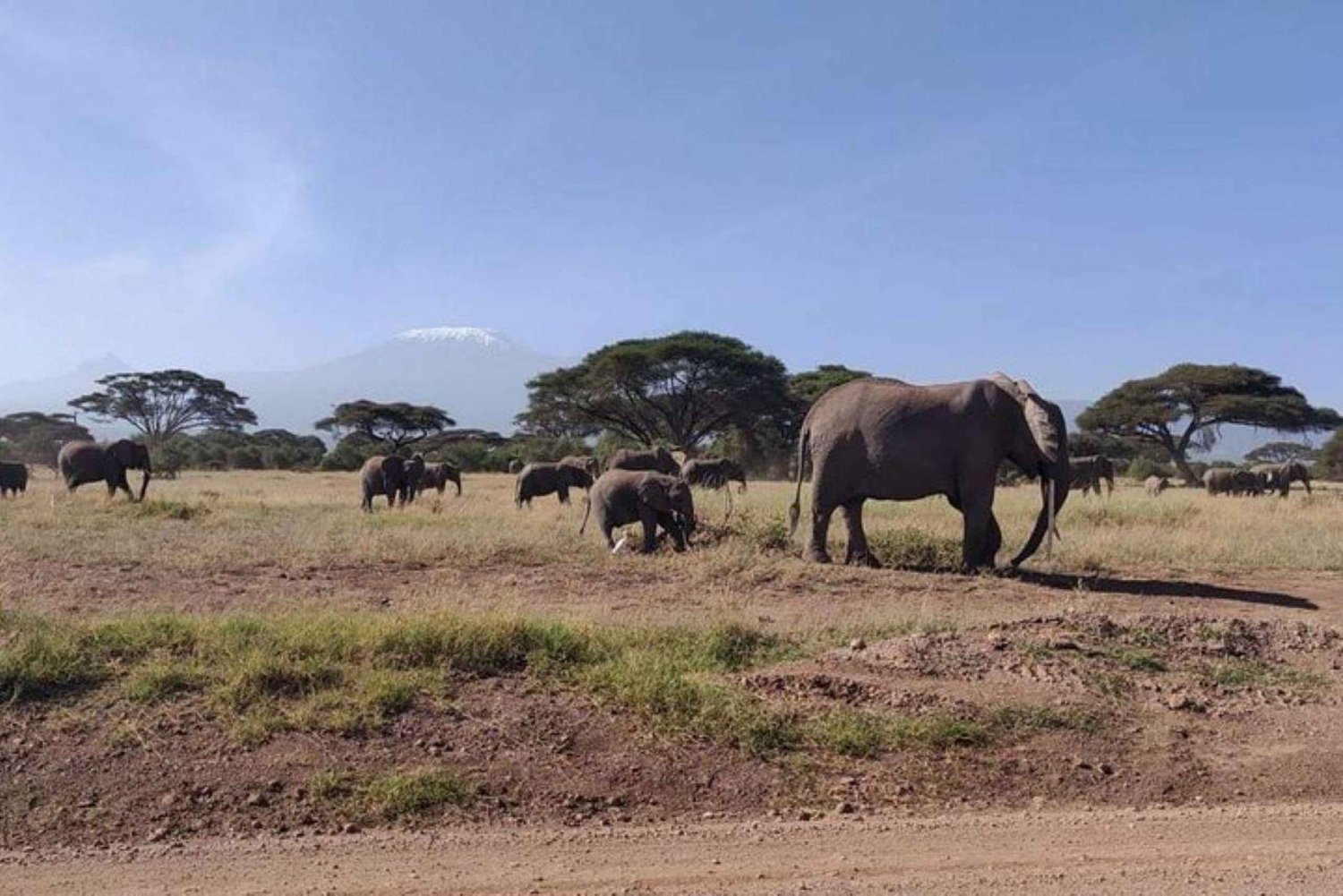 Nairobi: Tagestour zum Amboseli-Nationalpark
