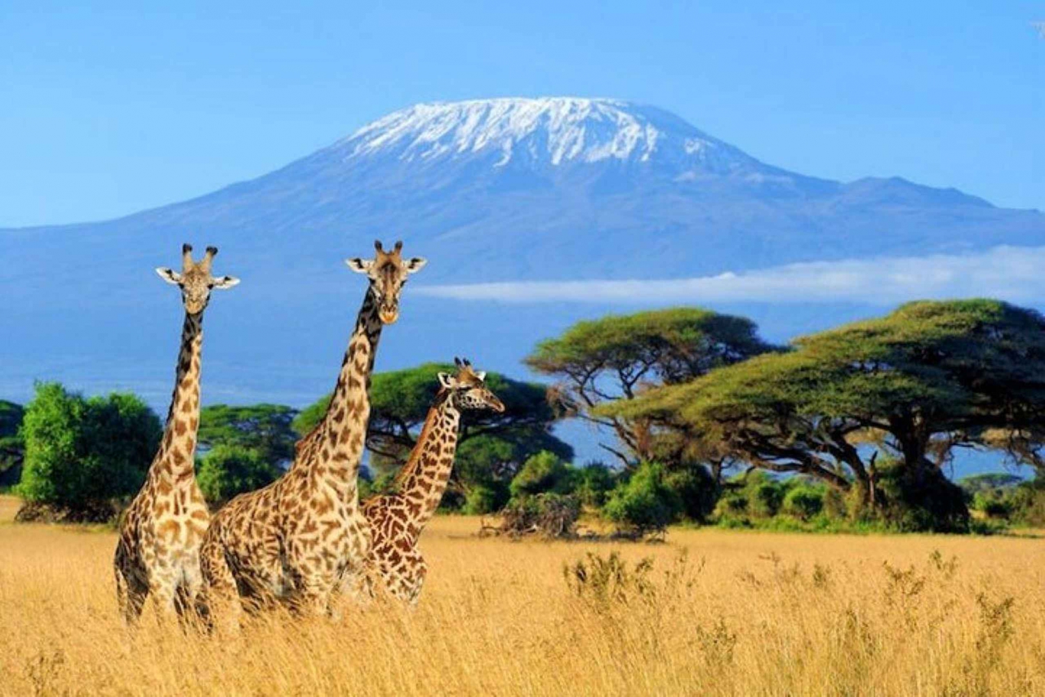 Nairobi: Tagestour zum Amboseli-Nationalpark