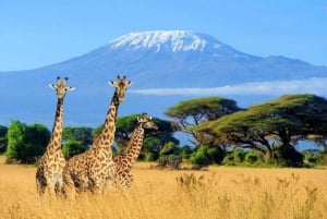 Nairobi: Tagestour zum Amboseli-Nationalpark