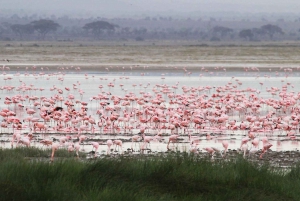 Nairobi: Dagstur til Amboseli nasjonalpark med masailandsby