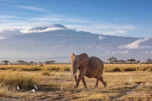 Nairobi: Amboseli National Park dagstur med Masai Village