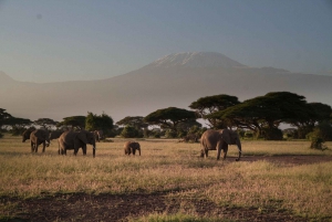 Nairobi: Amboseli National Park Tagestour mit Masai Dorf
