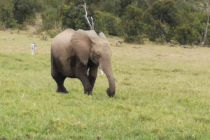 Nairobi: Viagem de 1 dia ao Parque Nacional Amboseli com a Vila Masai