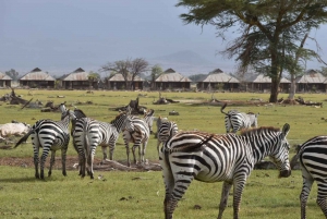 Nairobi: Dagsutflykt till nationalparken Amboseli med Masai Village