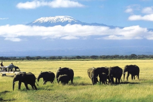 Nairobi: Excursión de un día al Parque Nacional Amboseli con Aldea Masai