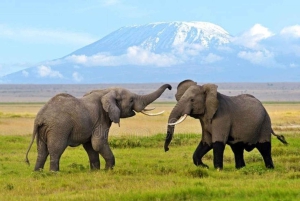 Nairobi: Tagestour zum Amboseli-Nationalpark
