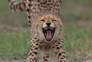 Nairobi: Tagestour zum Amboseli-Nationalpark