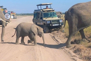 Nairobi: gita di 1 giorno al Parco nazionale di Amboseli e al villaggio Masai