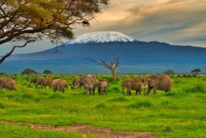 Nairobi: gita di 1 giorno al Parco nazionale di Amboseli e al villaggio Masai